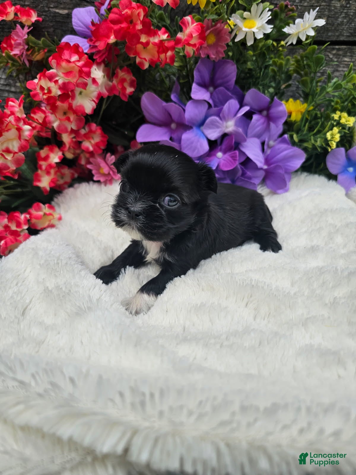 Shih Tzu dogs Jenny - Ad 1