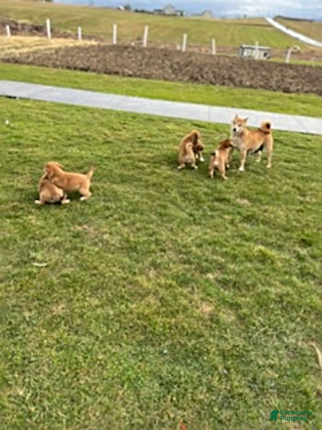 Mixed Breed dogs for sale: Susie - Ad 2