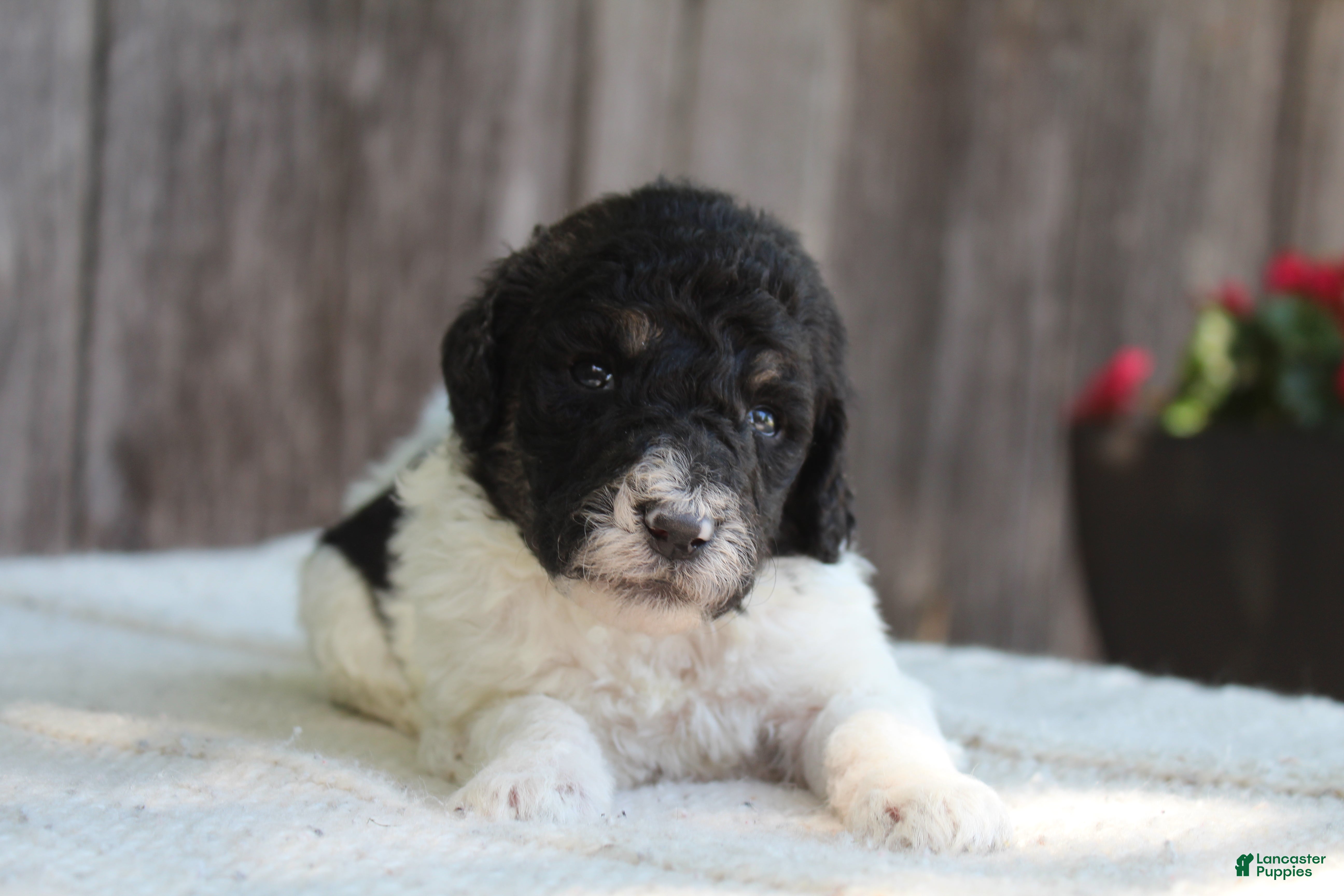 Standard Poodle dogs for sale: Sage AKC standard poodle - Ad 9