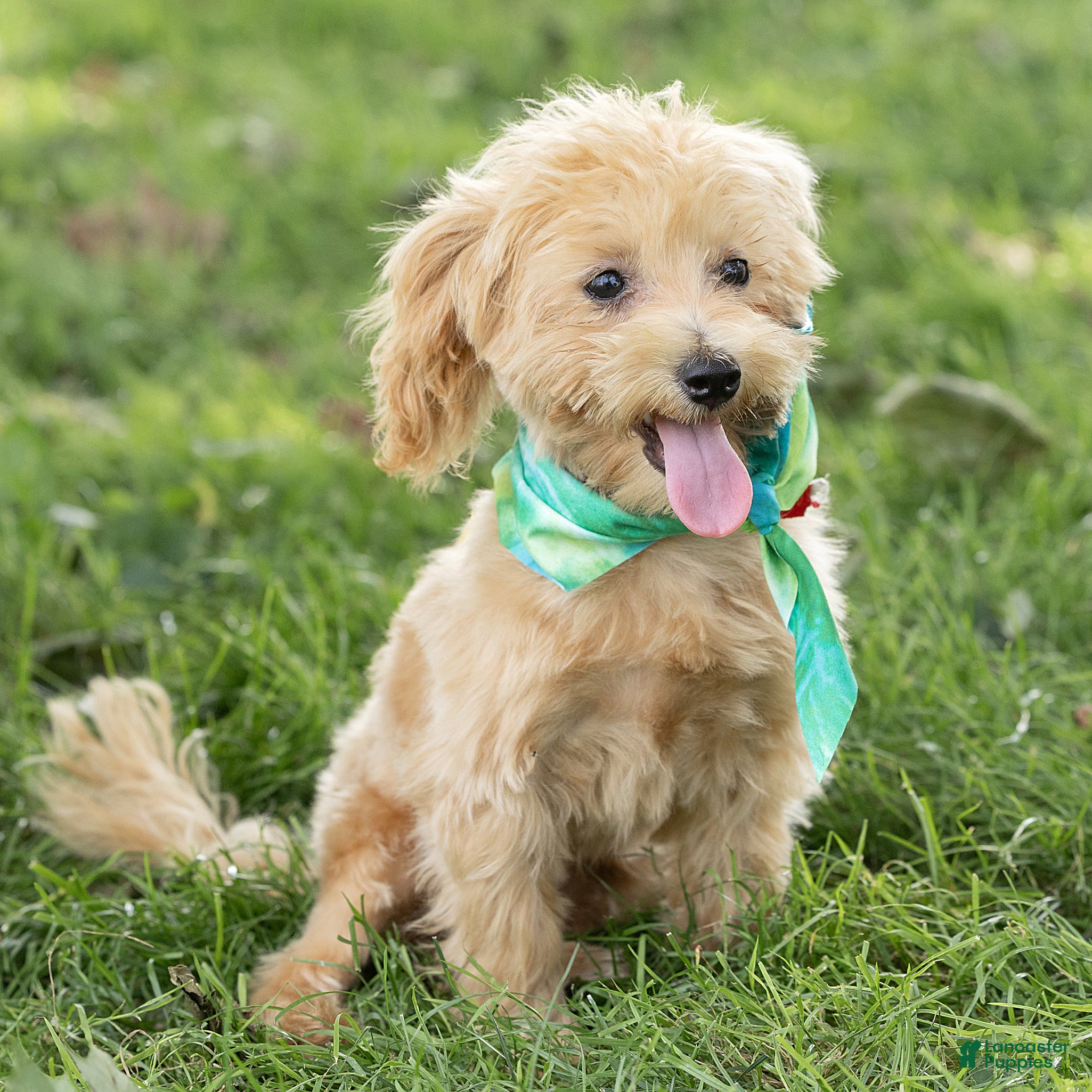 Maltipoo dogs Nacho Maltipoo Puppy  - Ad 1
