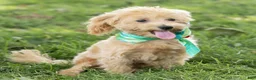 Maltipoo dogs for sale: Nacho Maltipoo Puppy  - Ad 5