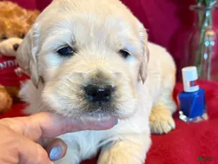 Golden Retriever dogs Buster - Ad 8