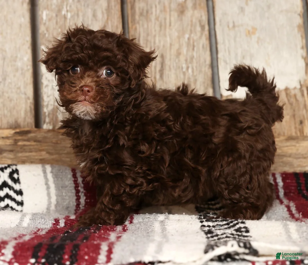 Havapoo dogs for sale: Sasha - Ad 1