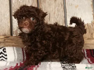 Havapoo dogs Sasha - Ad 3