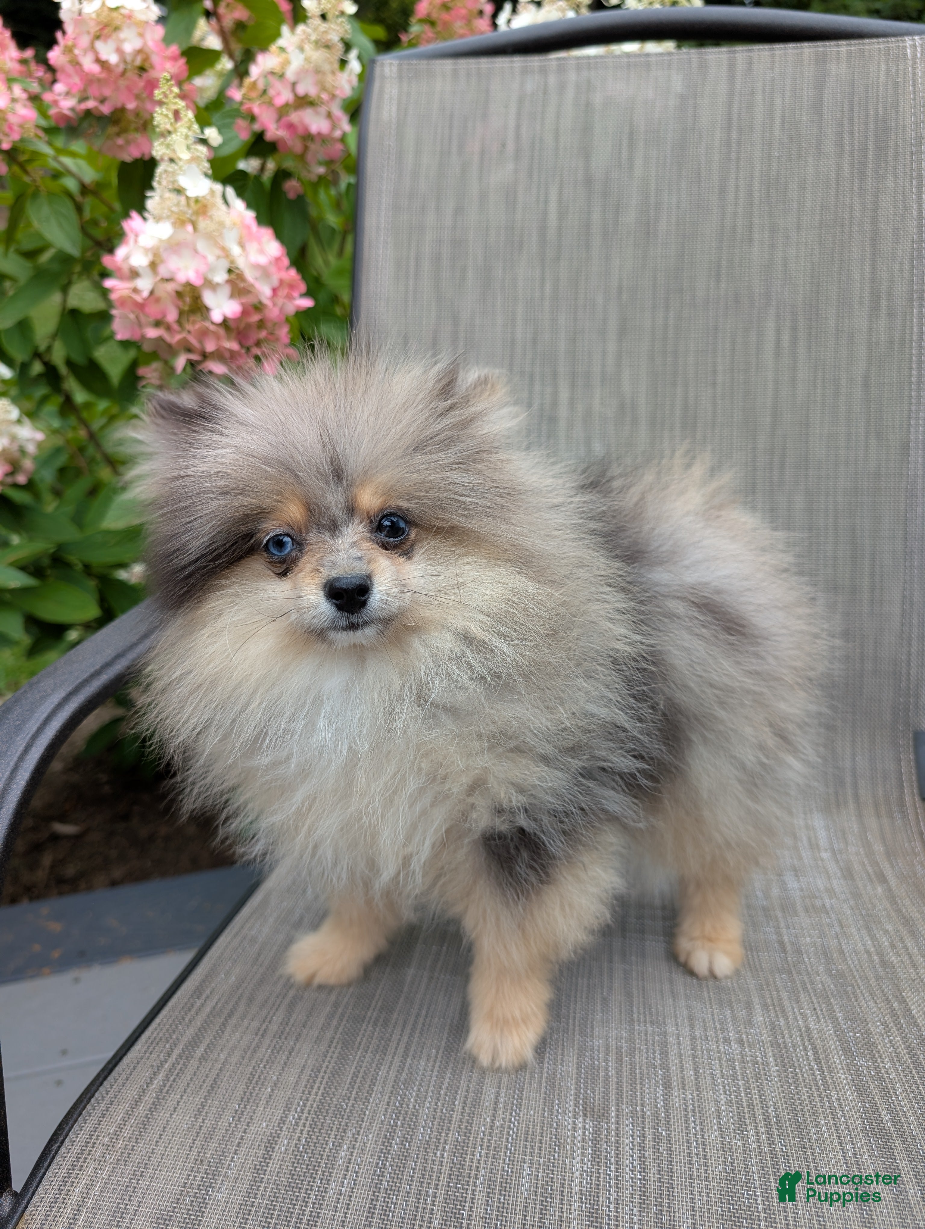 Pomeranian dogs Rose - Ad 2