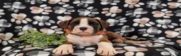 Boxer dogs for sale: Paddington - Ad 5