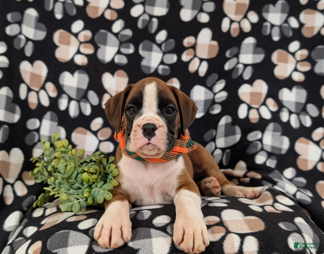 Boxer dogs for sale: Paddington - Ad 5