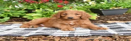 Goldendoodle dogs for sale: Richie - Ad 4
