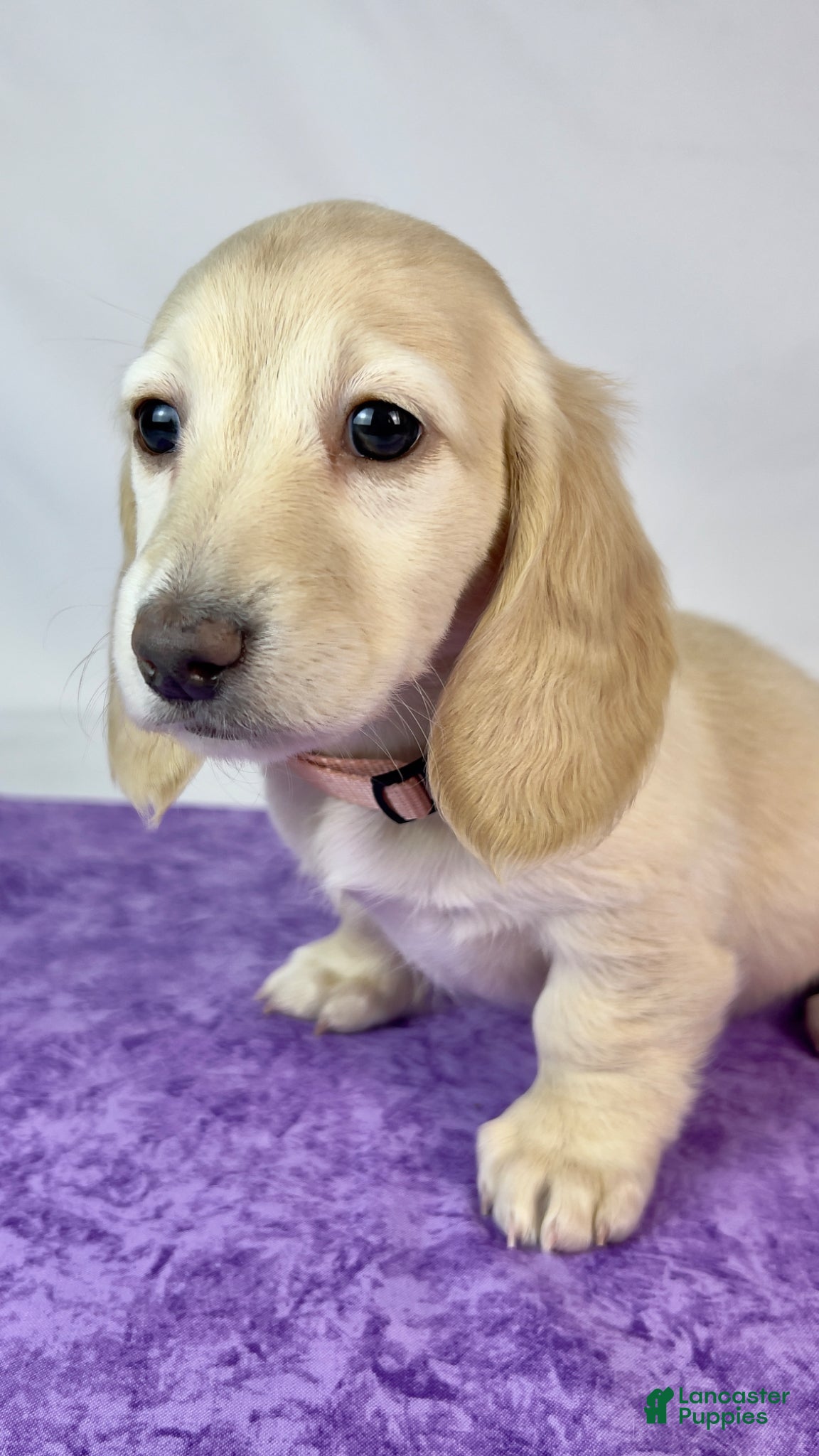 Miniature Dachshund dogs Swiss - Ad 2