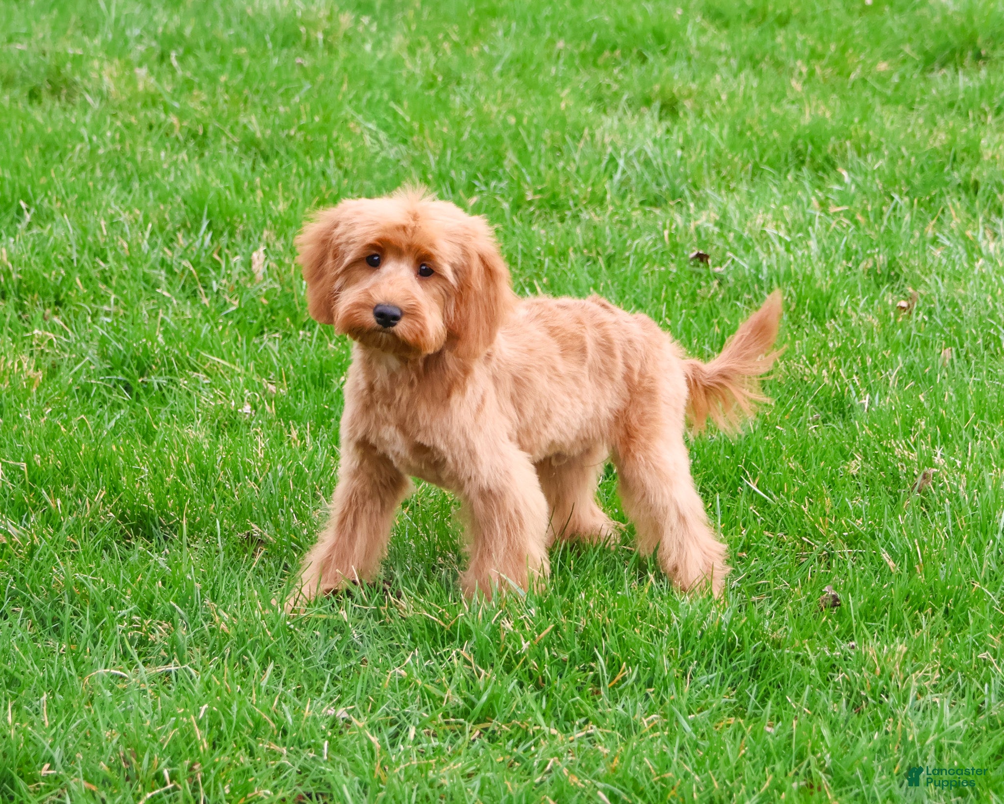 Cavapoo dogs Carson  - Ad 1