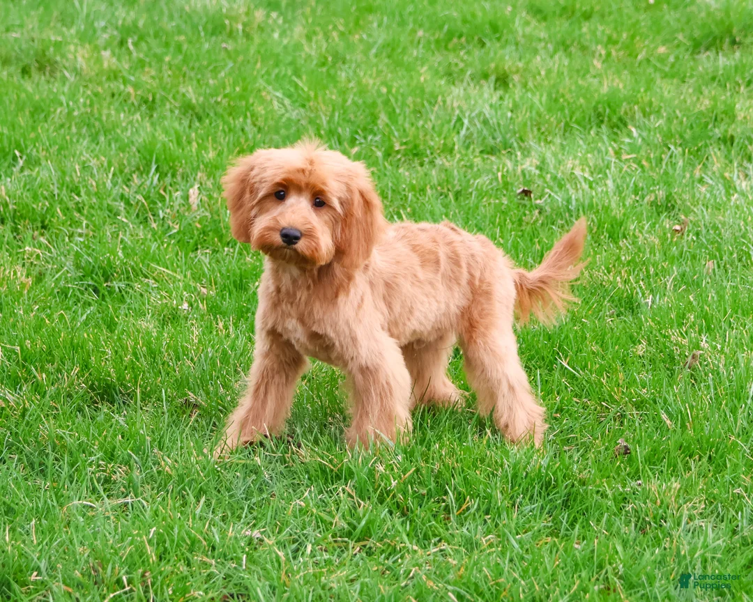 Cavapoo dogs for sale: Carson  - Ad 1
