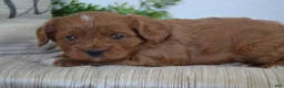 Miniature Poodle dogs for sale: Prince - Ad 4