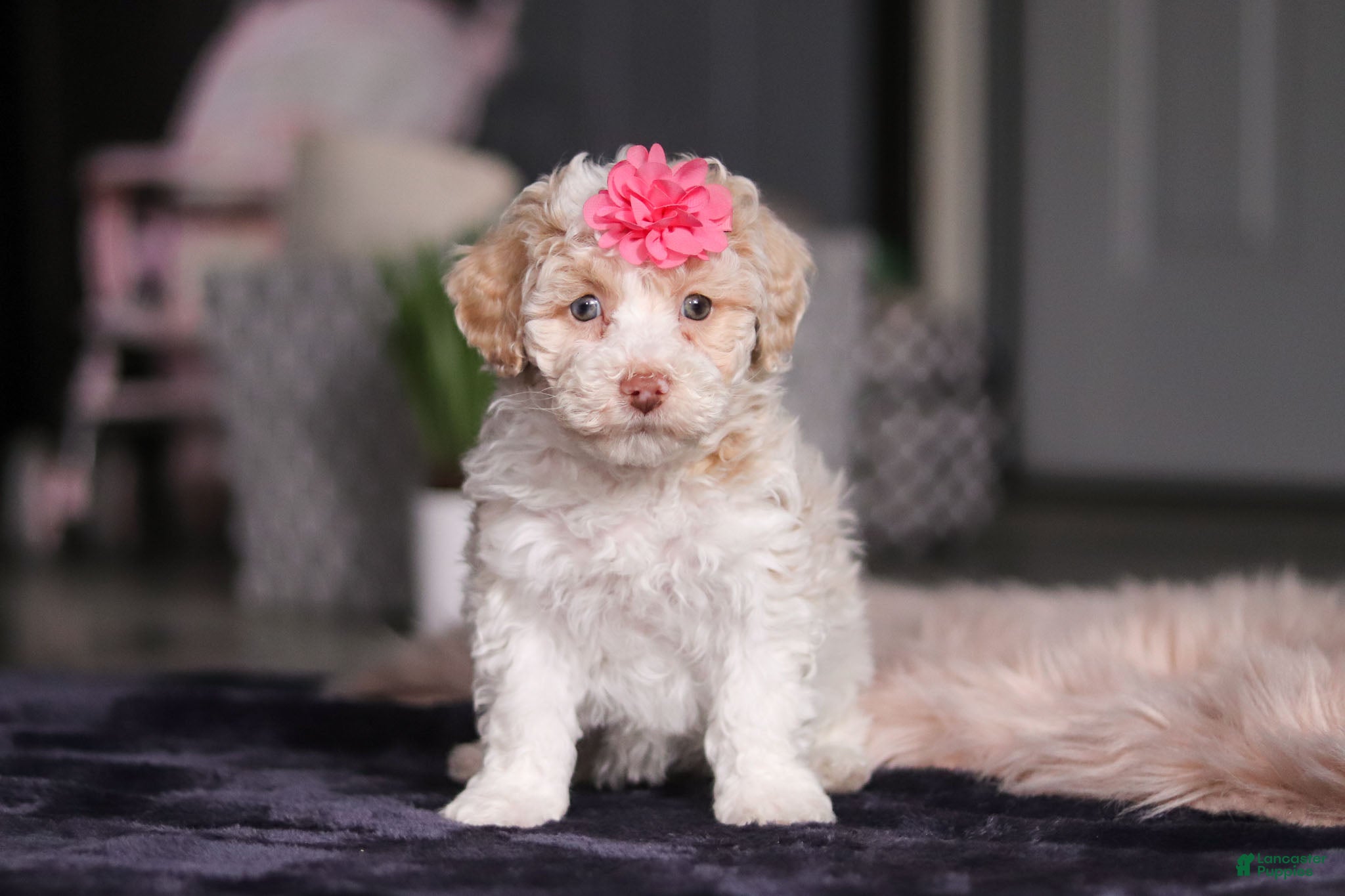 Miniature Poodle dogs Chloe - Ad 7