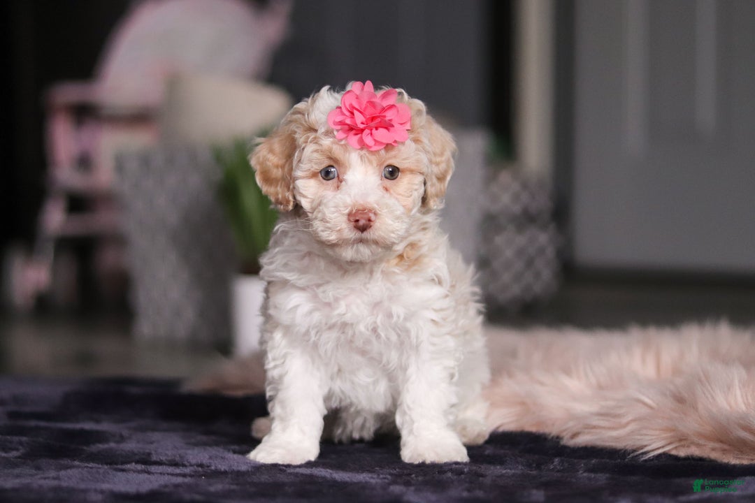 Miniature Poodle dogs for sale: Chloe - Ad 1