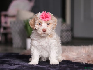 Miniature Poodle dogs Chloe - Ad 20