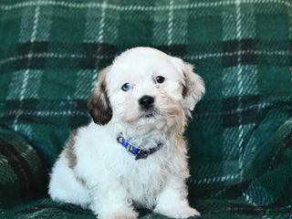Lhasa Apso dogs - Ad 1