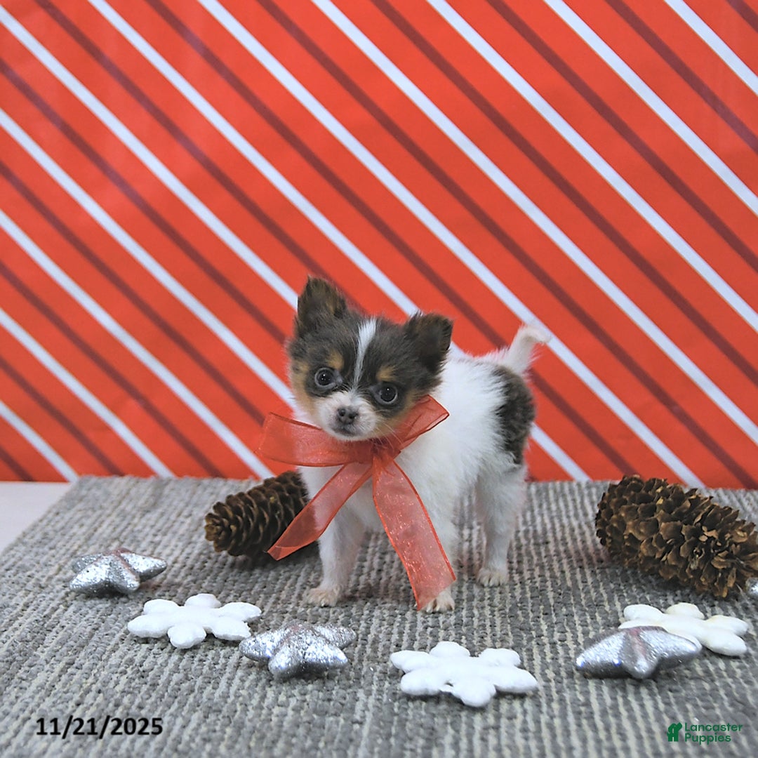 Pomeranian dogs for sale: Lilly - Ad 9