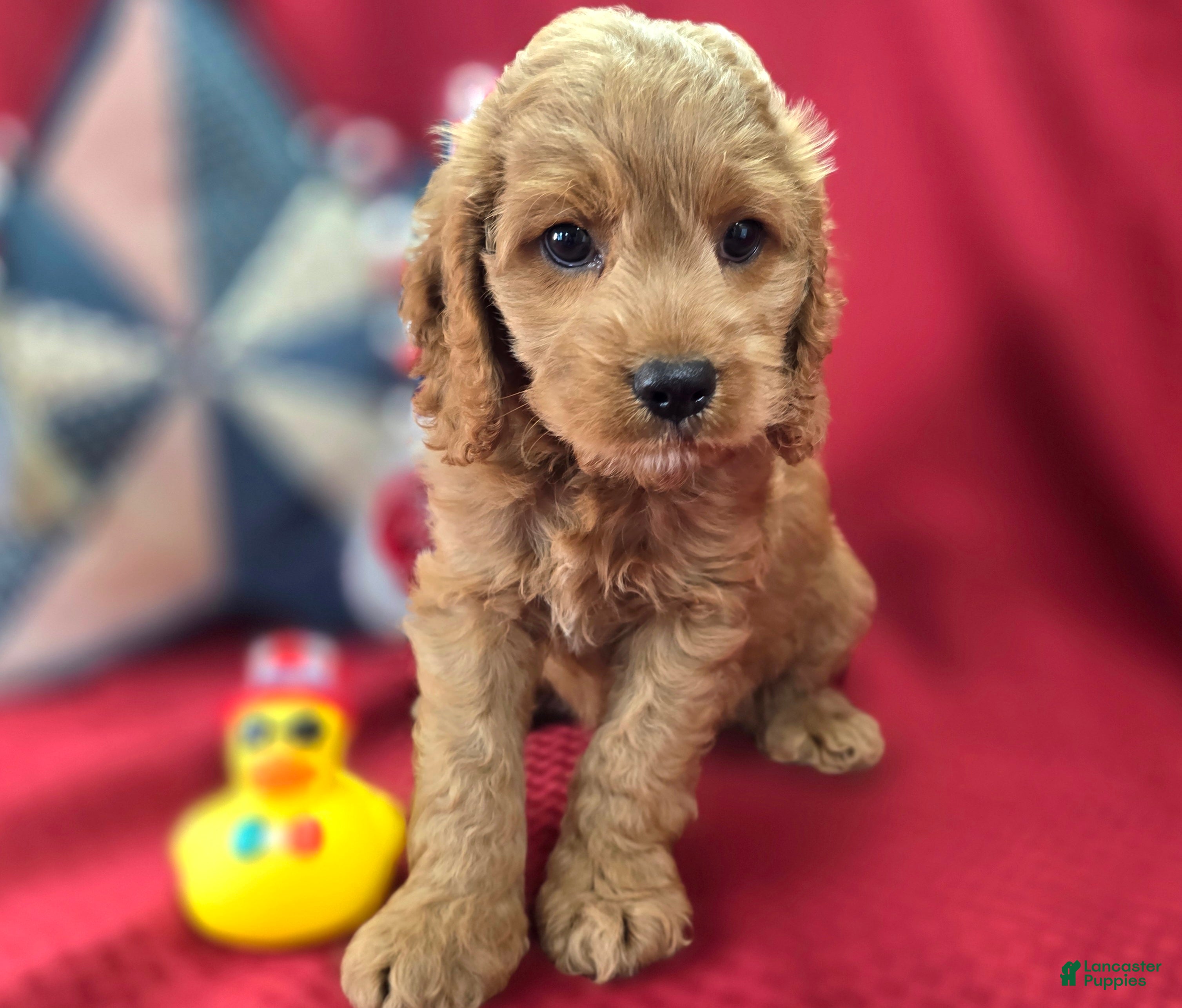 Cockapoo dogs Versace - Ad 6