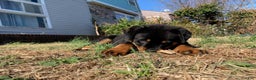 Rottweiler dogs for sale: Gloria - Ad 6