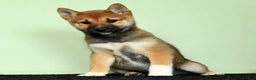 Shiba Inu dogs for sale: Whimsey - Ad 10