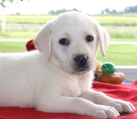 Labrador Retriever dogs Stella - Champion lines - Ad 2