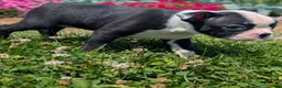 Boston Terrier dogs for sale: Hershey - Ad 7