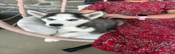 Siberian Husky dogs for sale: Boomer - Ad 6