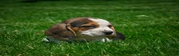 Beagle dogs for sale: Nicky - Ad 2