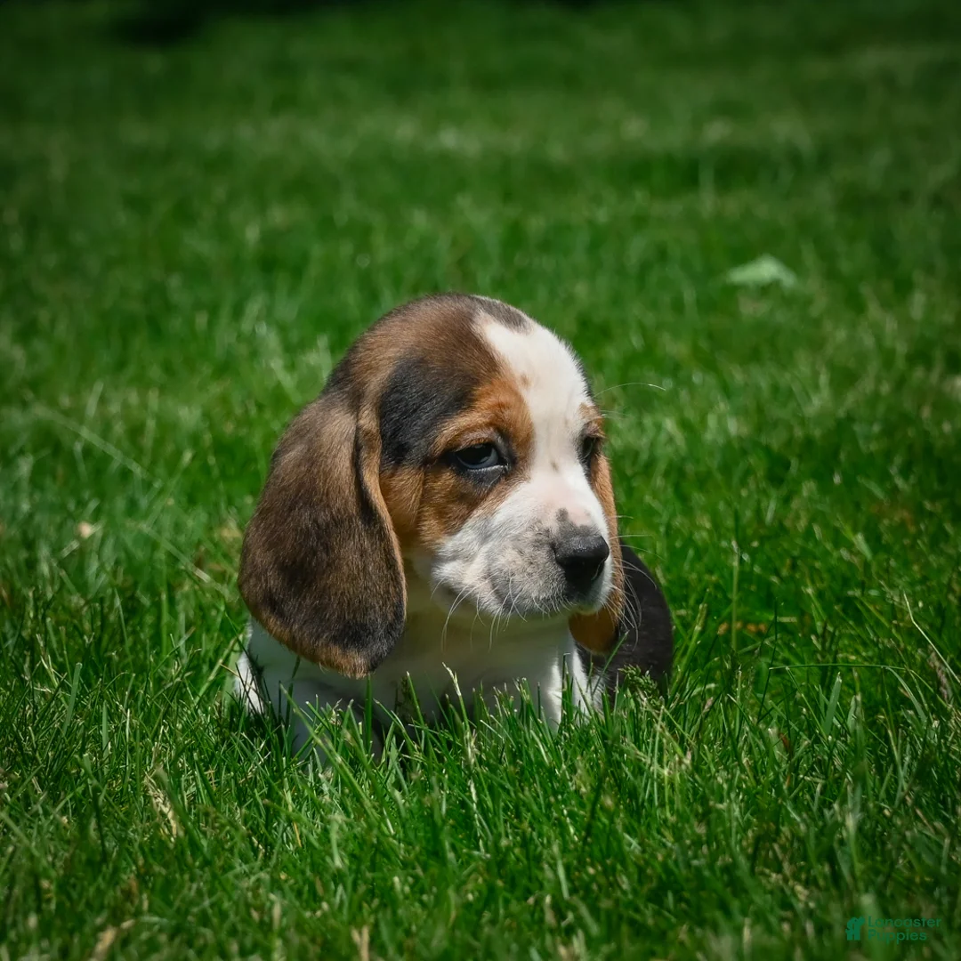 Beagle dogs for sale: Nicky - Ad 2