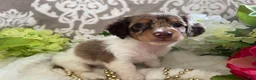 Miniature Dachshund dogs for sale: Maci - Ad 11