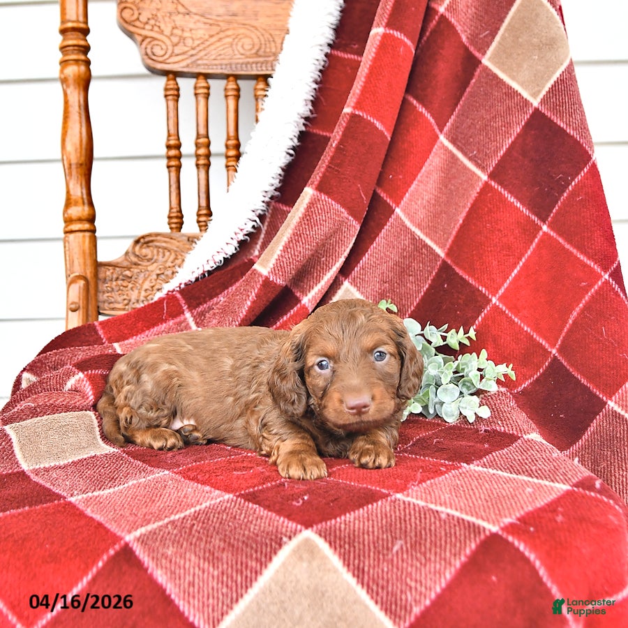 Miniature Dachshund dogs Carson - Ad 2