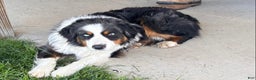 Australian Shepherd dogs for sale: Bear - Ad 3