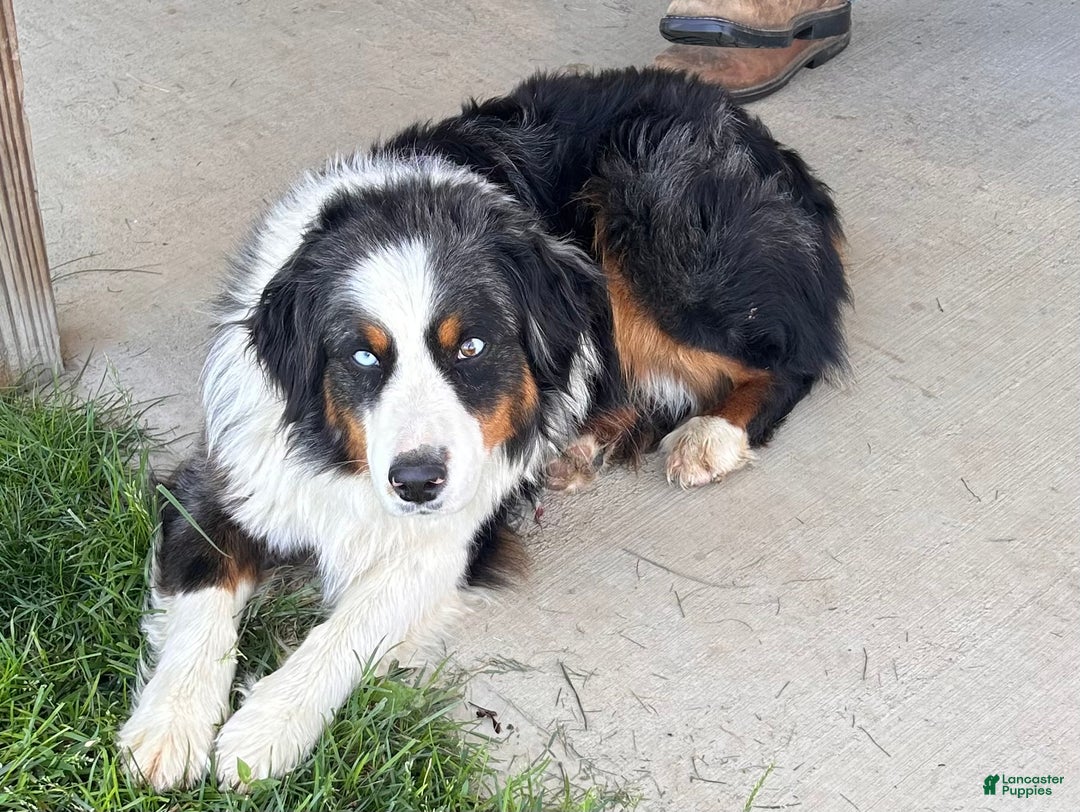 Australian Shepherd dogs for sale: Bear - Ad 3