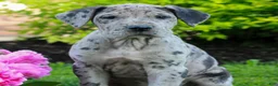 Great Dane dogs for sale: Ranger  - Ad 3