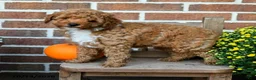 Miniature Poodle dogs for sale: Flora    - Ad 5