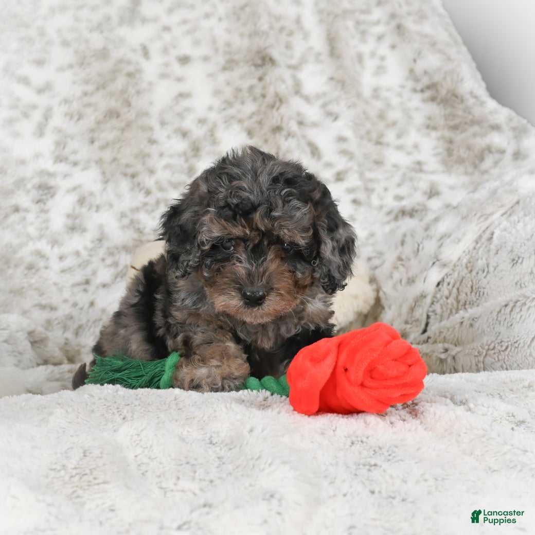 Cavapoo dogs Tootsie - Ad 2