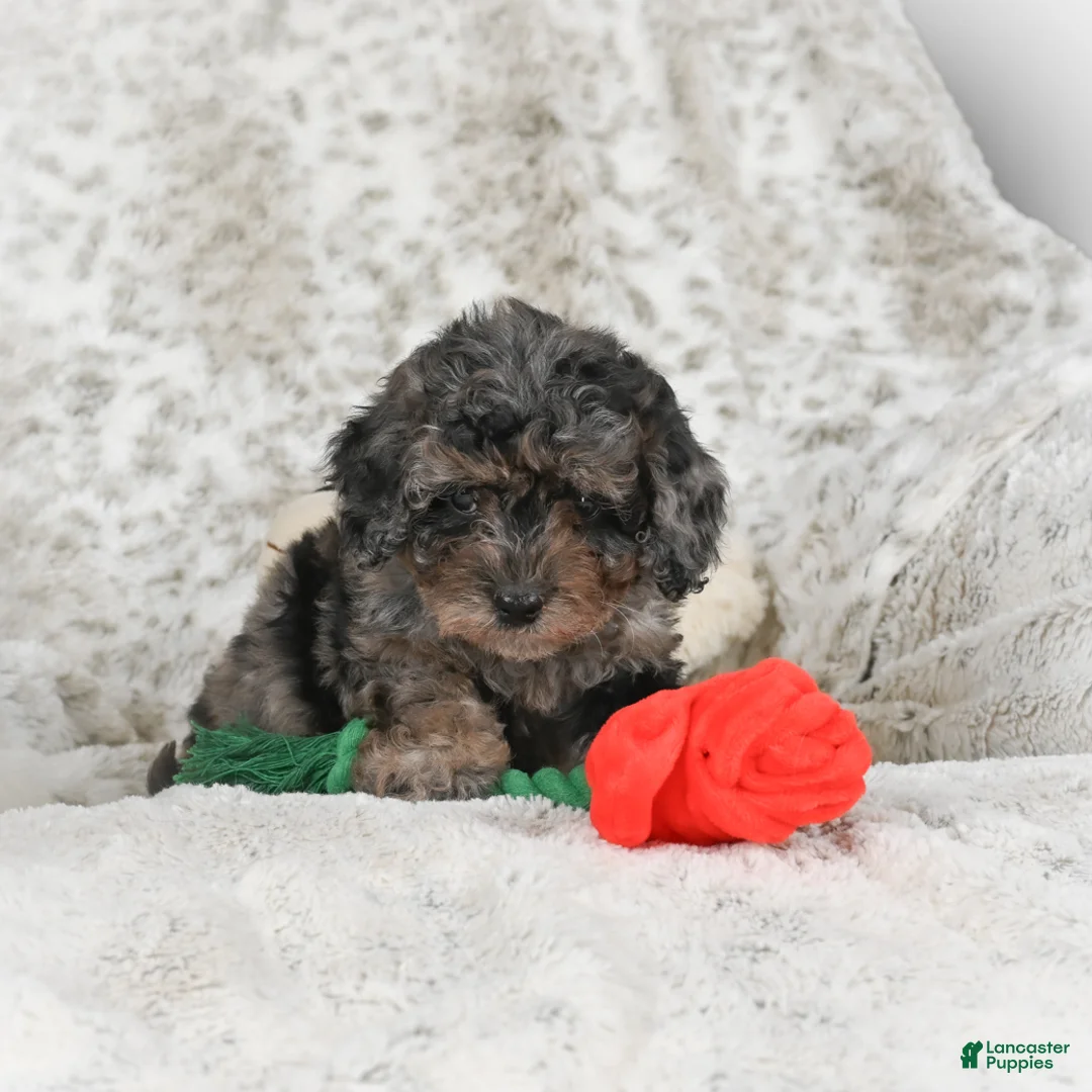 Cavapoo dogs for sale: Tootsie - Ad 2