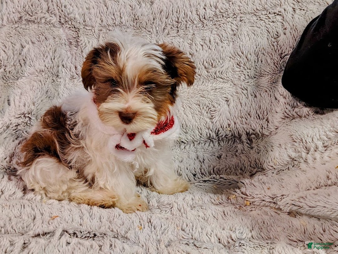 Yorkiepoo dogs for sale: Humphrey - Ad 3
