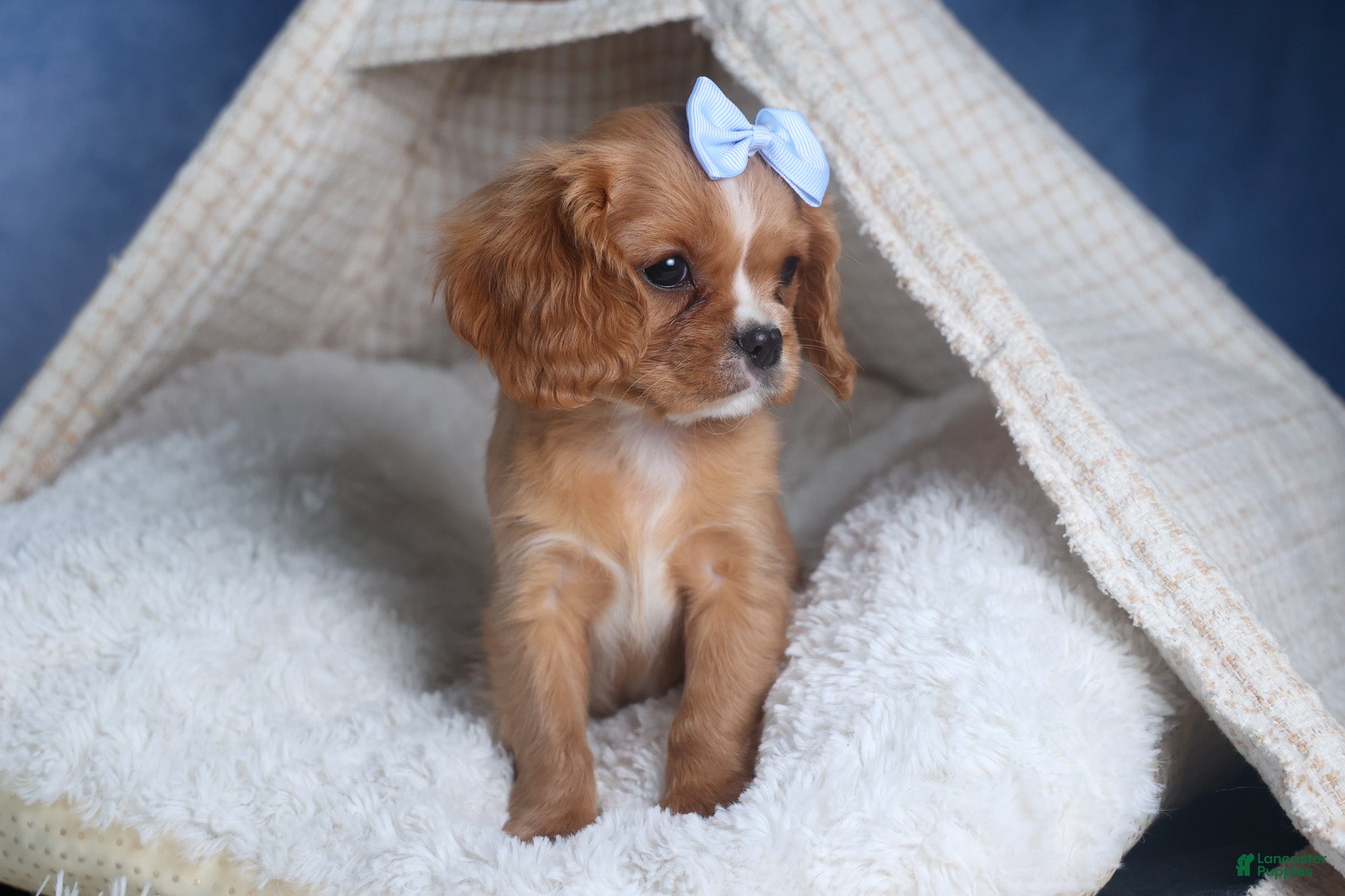 Cavalier King Charles Spaniel dogs Porter - Ad 2