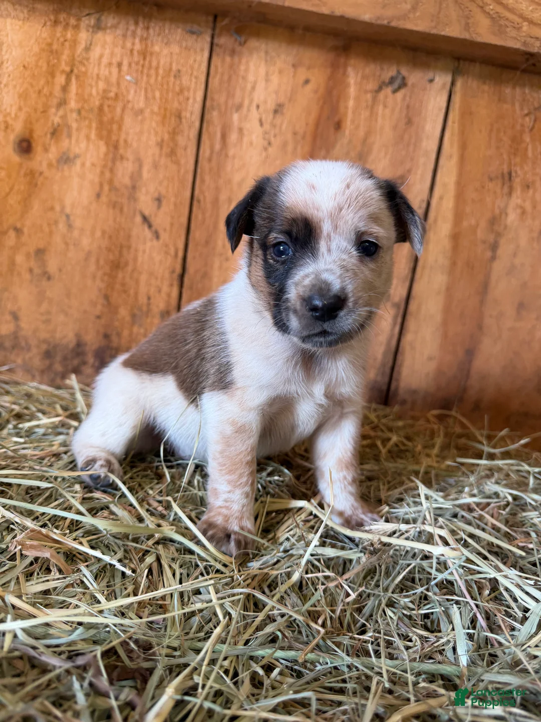 Mixed Breed dogs for sale: Blaze - Ad 1