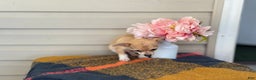 Chihuahua dogs for sale: Quincy - Ad 3
