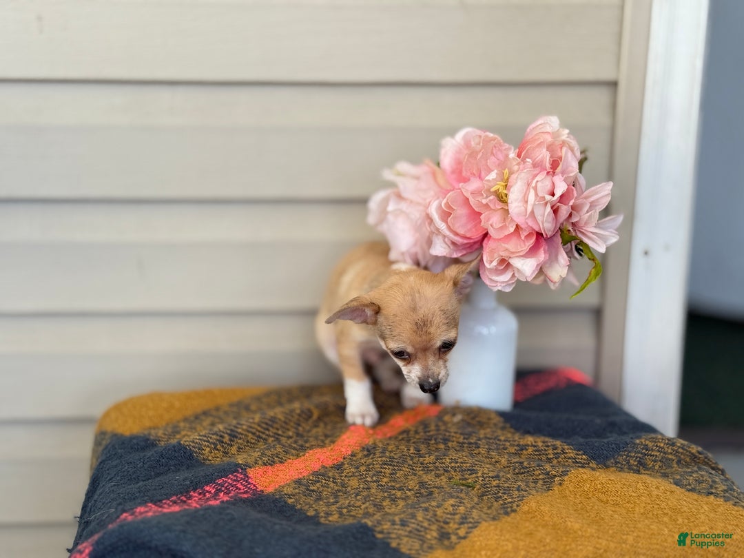 Chihuahua dogs for sale: Quincy - Ad 3