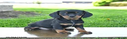 Mixed Breed dogs for sale: Blossom - Ad 2