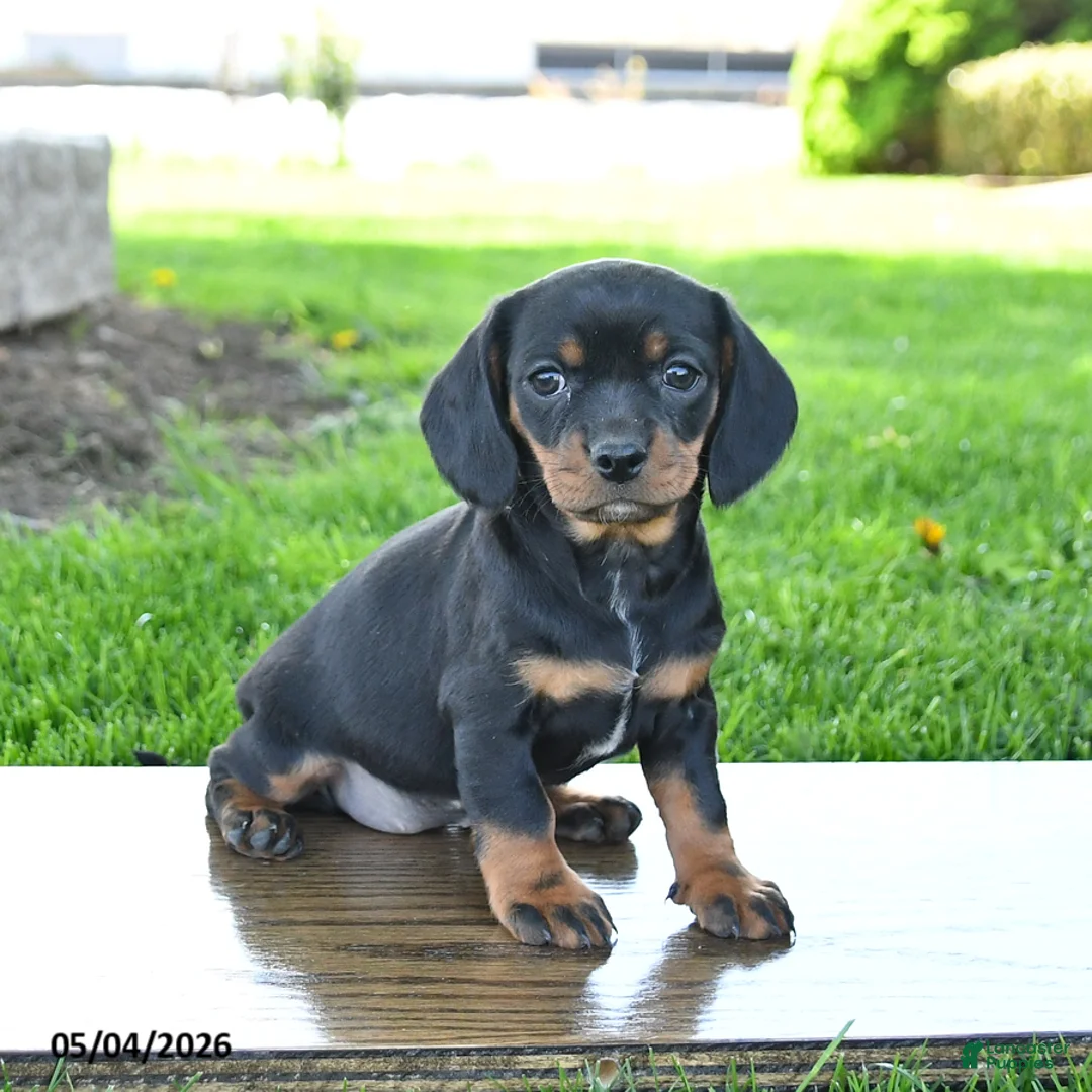 Mixed Breed dogs for sale: Blossom - Ad 2