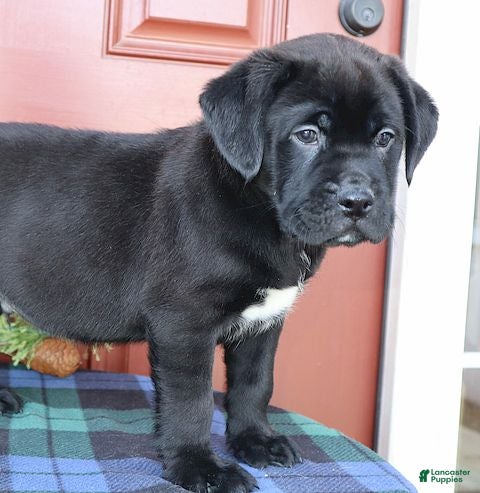 Mixed Breed dogs Zack  - Ad 39