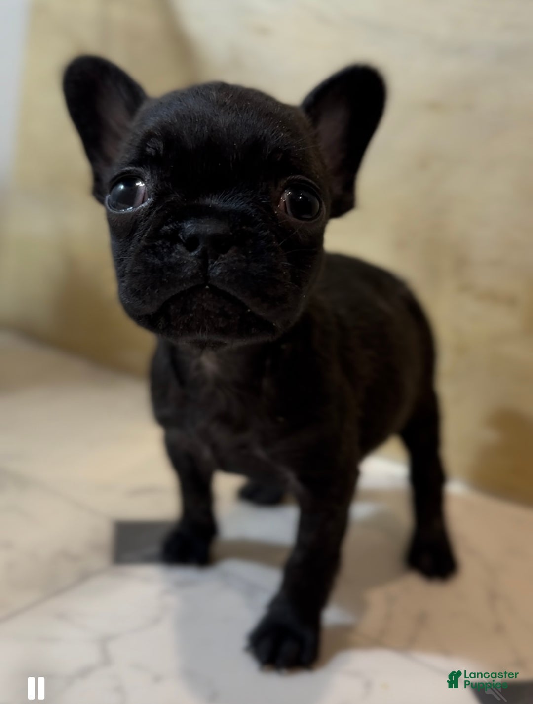 French Bulldog dogs for sale: Major - Ad 2