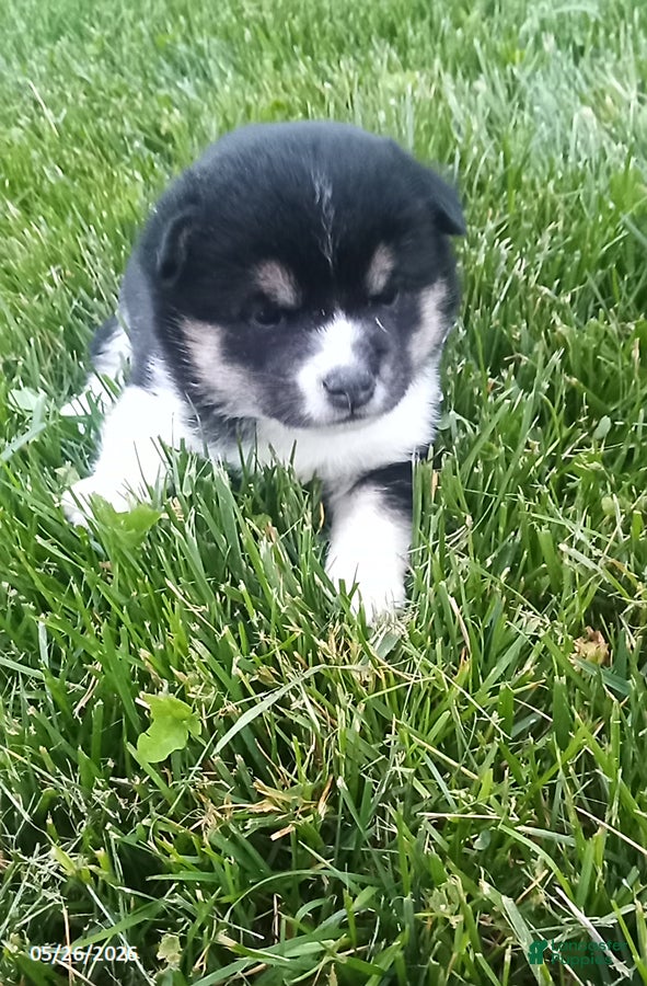 Shiba Inu dogs Willow - Ad 2