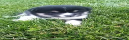 Shiba Inu dogs for sale: Willow - Ad 2