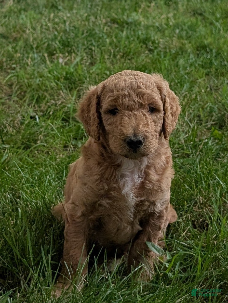 Goldendoodle dogs Pokie - Ad 2