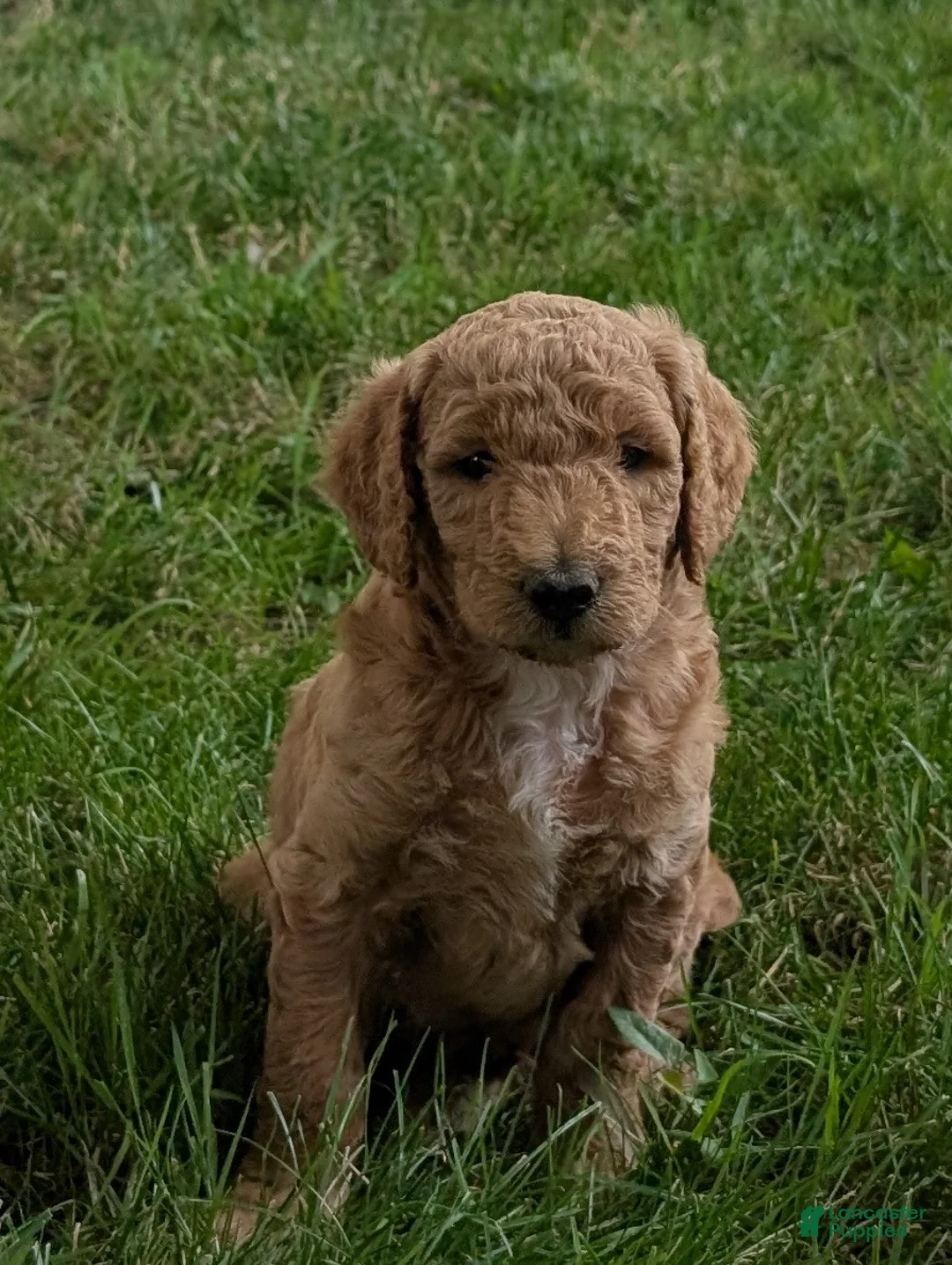 Goldendoodle dogs for sale: Pokie - Ad 2